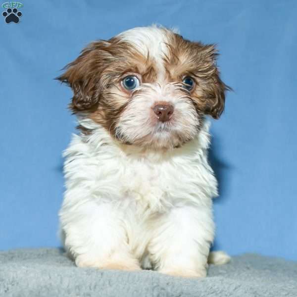 Eddie, Shih Tzu Puppy